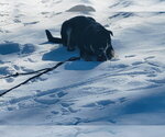 Small Photo #6 Shepradors Puppy For Sale in Princeton, MN, USA