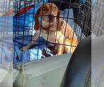 Small #5 Beagle