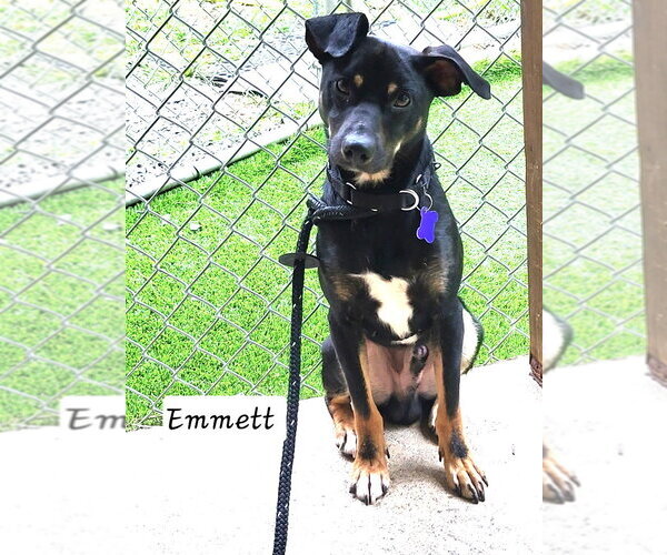 Medium Photo #12 Mutt Puppy For Sale in Ellijay, GA, USA