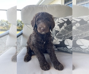 Aussiedoodle Puppy for Sale in CUNNINGHAM, Kentucky USA