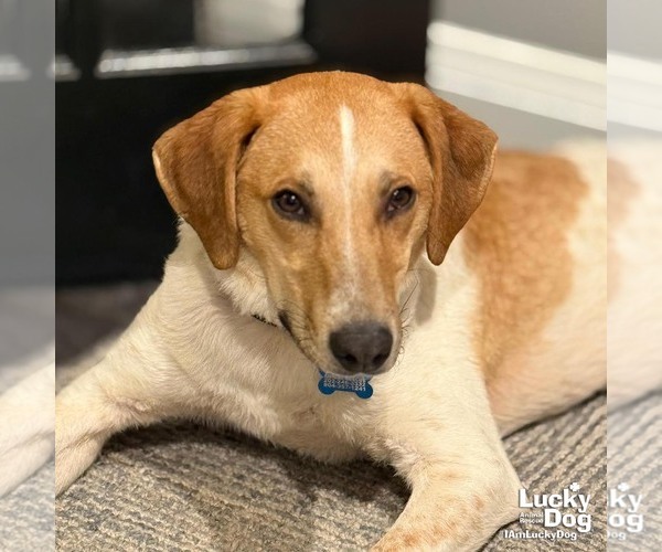 Medium Photo #3 Retriever -Unknown Mix Puppy For Sale in Washington, DC, USA