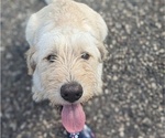 Puppy Tracker Labradoodle