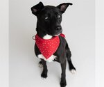 Small #1 American Pit Bull Terrier-Border Collie Mix