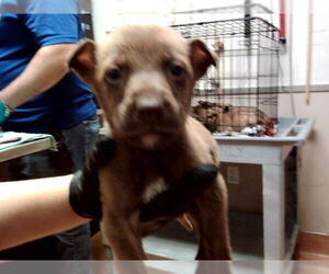 Mutt Dogs for adoption in Martinez, CA, USA