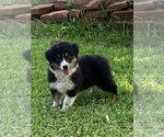 Small #2 Australian Shepherd