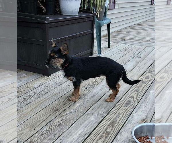 Medium Photo #5 Mutt Puppy For Sale in Lewistown, PA, USA