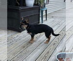 Small #4 Mutt