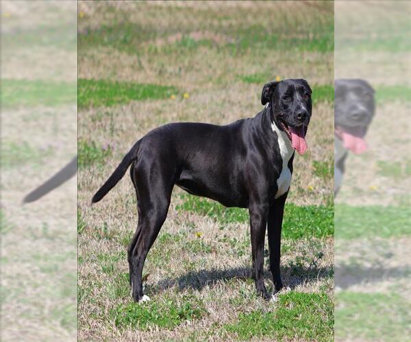 Medium Photo #1 American Pit Bull Terrier-Labrador Retriever Mix Puppy For Sale in Grovetown, GA, USA