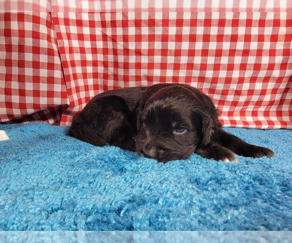 Medium Photo #47 Golden Mountain Dog Puppy For Sale in BLACK FOREST, CO, USA