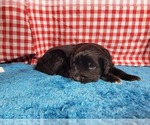 Small Photo #47 Golden Mountain Dog Puppy For Sale in BLACK FOREST, CO, USA