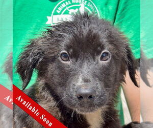 German Shepherd Dog-Unknown Mix Dogs for adoption in Huntley, IL, USA