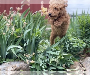 Goldendoodle (Miniature) Puppy for sale in LA VALLE, WI, USA