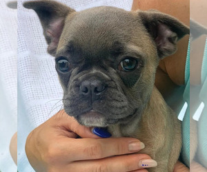French Bulldog Puppy for sale in TAMPA, FL, USA