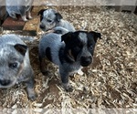 Puppy Holly Australian Cattle Dog