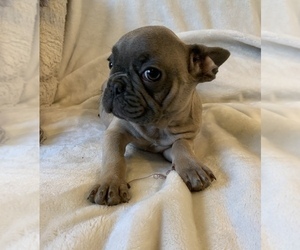French Bulldog Puppy for sale in JOHNS ISLAND, SC, USA