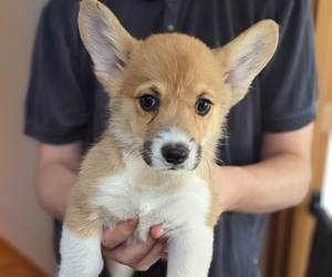 Pembroke Welsh Corgi Puppy for sale in VANCOUVER, WA, USA