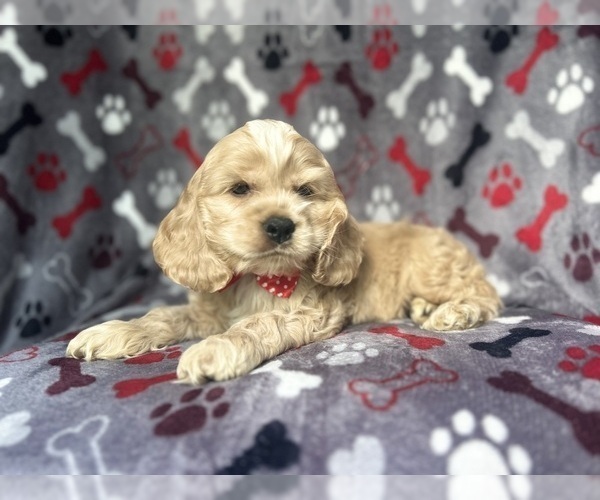 Medium Photo #6 Cocker Spaniel Puppy For Sale in LAKELAND, FL, USA