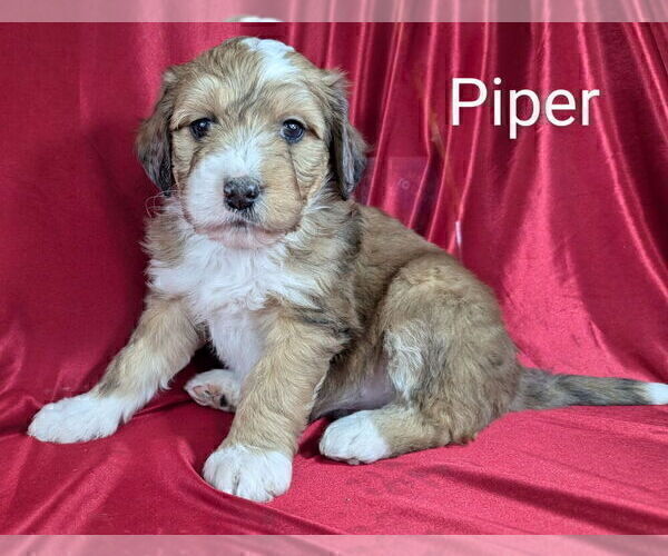 Medium Photo #6 Bernedoodle Puppy For Sale in CANON CITY, CO, USA