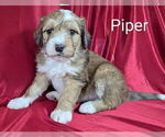 Puppy Piper Bernedoodle