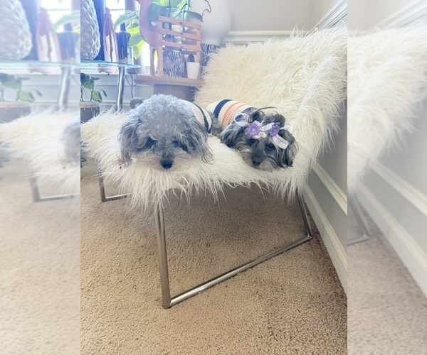 Medium Photo #1 ShihPoo Puppy For Sale in DALLAS, TX, USA