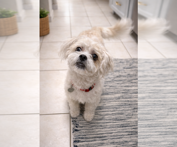 Medium Photo #2 Shih-Poo Puppy For Sale in Phoenix, AZ, USA