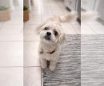 Small #1 Shih-Poo