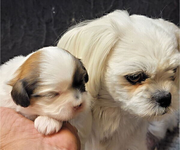 Medium Photo #1 Shih Tzu Puppy For Sale in FANNING SPGS, FL, USA