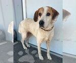 Small #1 Mutt