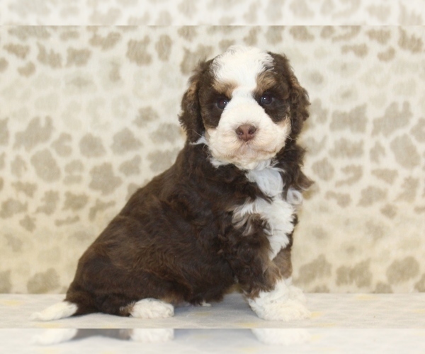 Medium Photo #4 Miniature Bernedoodle Puppy For Sale in DENVER, PA, USA