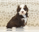Small #3 Miniature Bernedoodle