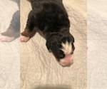 Small Photo #3 Bernese Mountain Dog Puppy For Sale in ATKINSON, NE, USA