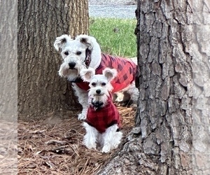 Schnauzer (Miniature) Puppy for sale in CANTON, GA, USA