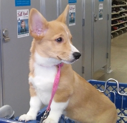 Pembroke Welsh Corgi Puppy for sale in Waconda, IL, USA