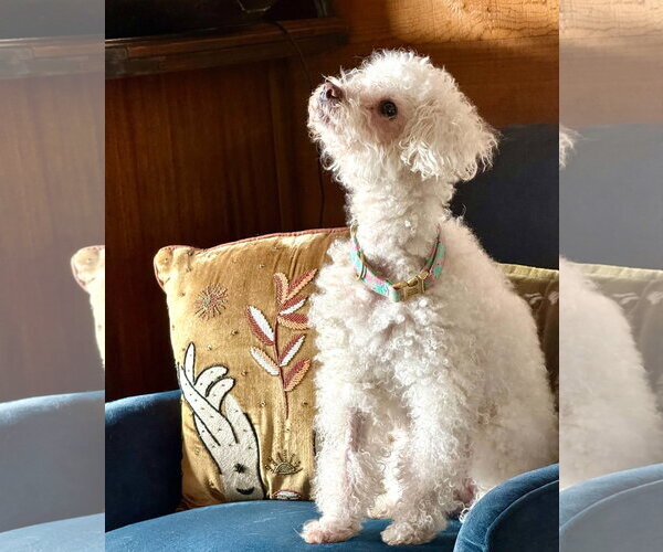 Medium Photo #3 Bichon Frise-Unknown Mix Puppy For Sale in Escondido, CA, USA