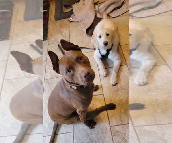 Medium Photo #9 Goldendoodle Puppy For Sale in Arlington, VA, USA