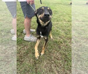 Mutt Dogs for adoption in Abbeville, LA, USA