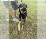 Small Mutt