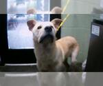 Small Chow Chow Mix