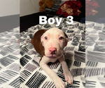 Small Photo #13 American Pit Bull Terrier Puppy For Sale in CHICAGO, IL, USA