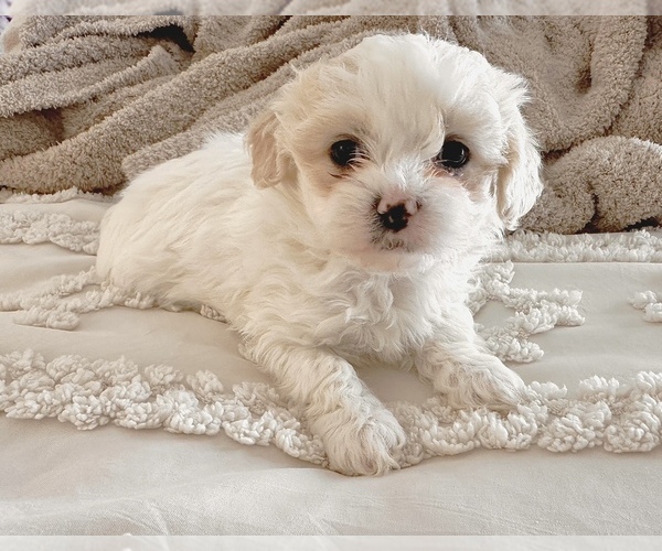 Medium Photo #1 Maltipoo (Miniature)-Shih Tzu Mix Puppy For Sale in FALCONER, NY, USA