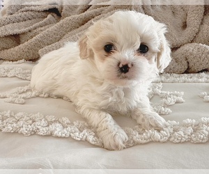 Maltipoo (Miniature)-Shih Tzu Mix Puppy for sale in FALCONER, NY, USA