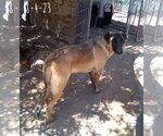 Small #5 German Shepherd Dog Mix