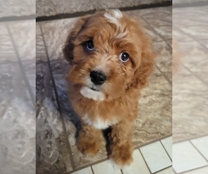 Cavapoo Puppy for sale in BOURBONNAIS, IL, USA