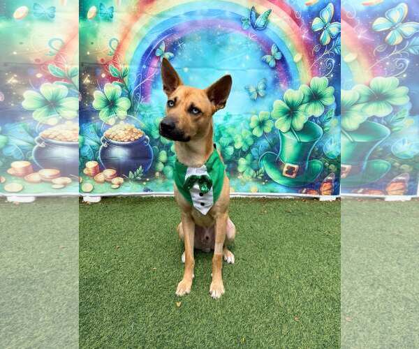 Medium Photo #3 Carolina Dog-Unknown Mix Puppy For Sale in Pompano Beach , FL, USA