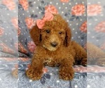 Small Photo #4 Poodle (Miniature) Puppy For Sale in KIRKWOOD, PA, USA