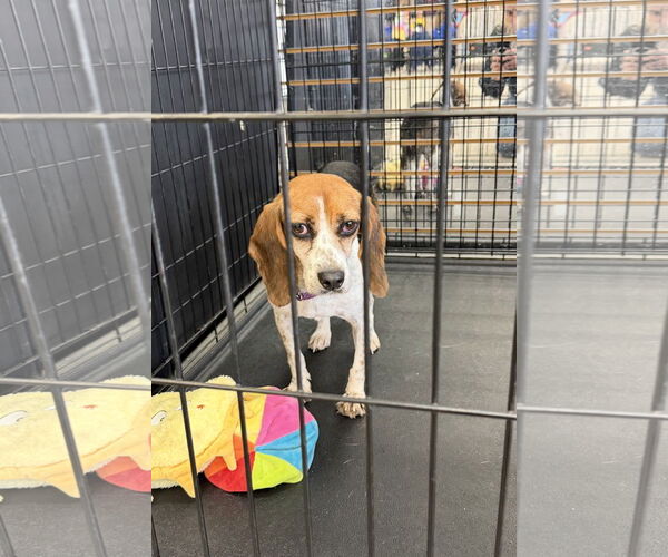 Medium Photo #7 Beagle-Unknown Mix Puppy For Sale in Rockaway, NJ, USA