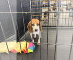 Small #6 Beagle Mix