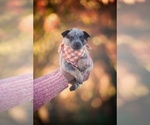 Puppy 1 Australian Cattle Dog