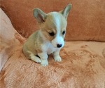 Small #5 Pembroke Welsh Corgi