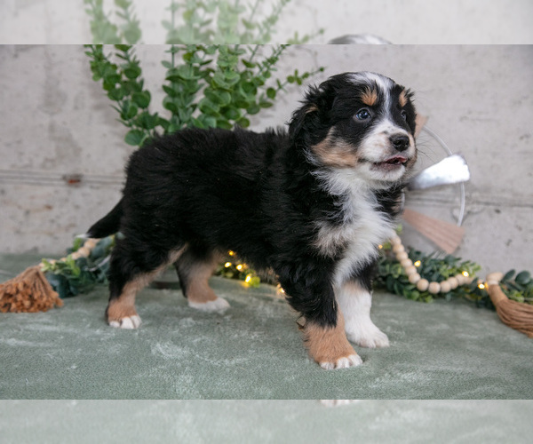 Medium Photo #2 Australian Shepherd Puppy For Sale in CAMDEN, MI, USA